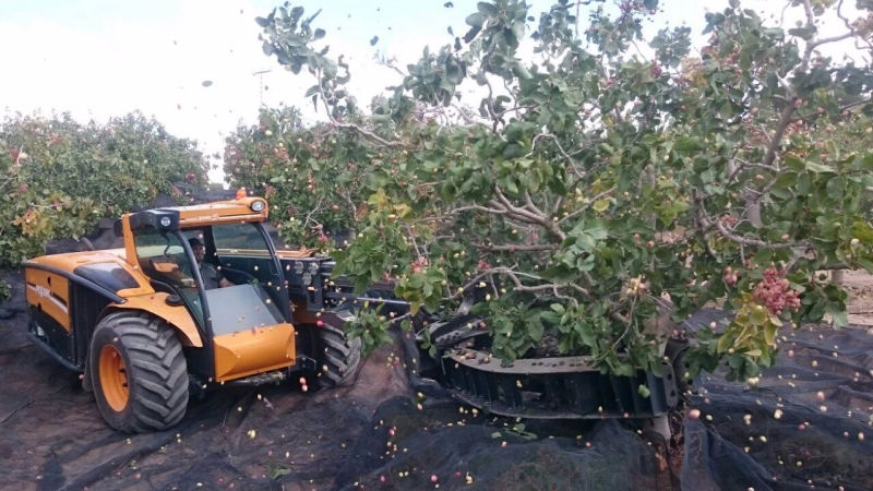 Recolección del pistacho | Segura Agroservicios